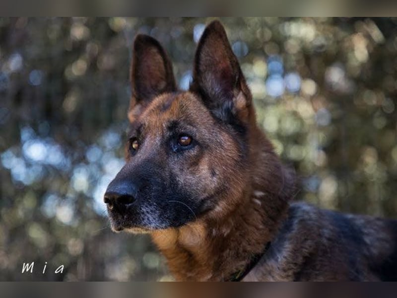 MIA (W)-intelligent, aufmerksam, liebenswürdig, will gefallen