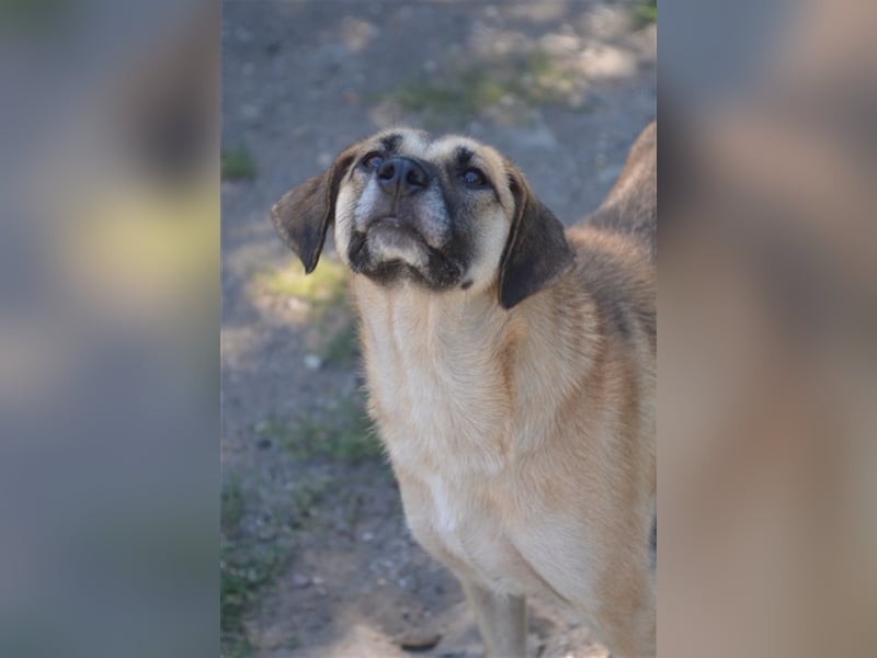 JENNY sucht ein Körbchen auf Lebenszeit
