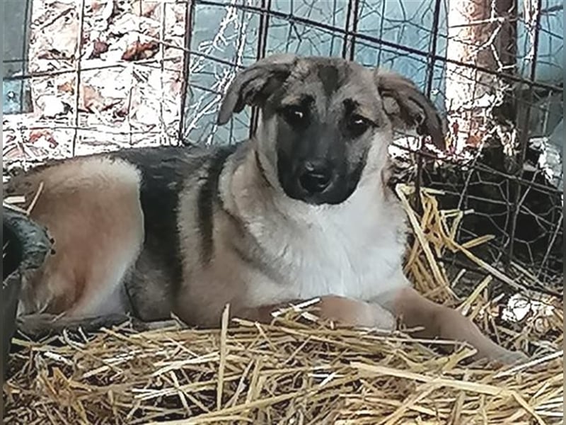 JENNY sucht ein Körbchen auf Lebenszeit