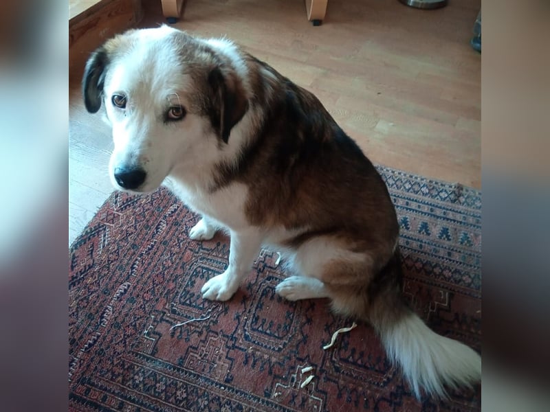 Meika- griechischer Schäferhund-Mischling