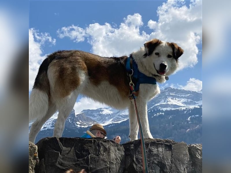 Meika- griechischer Schäferhund-Mischling