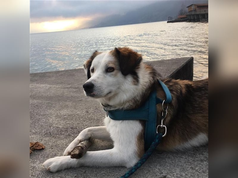 Meika- griechischer Schäferhund-Mischling