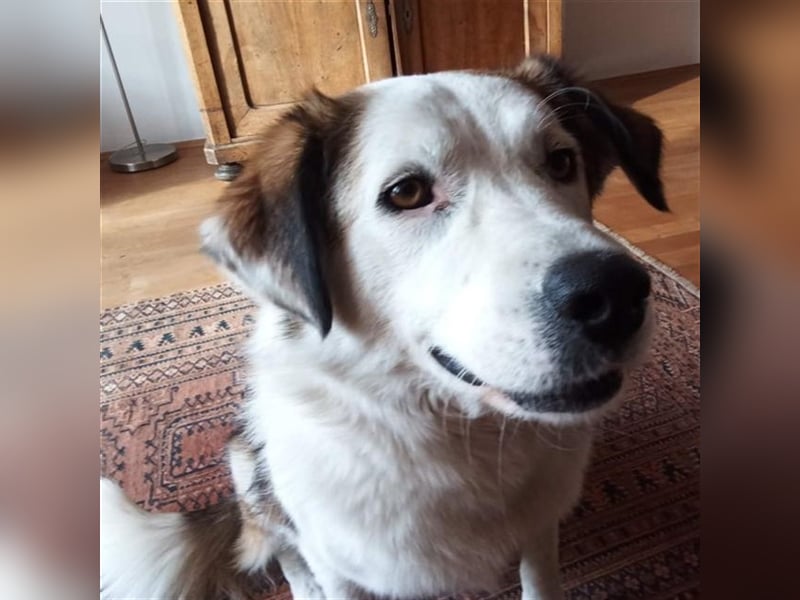 Meika- griechischer Schäferhund-Mischling