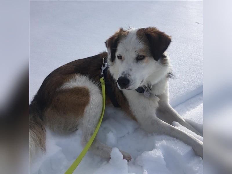Meika- griechischer Schäferhund-Mischling