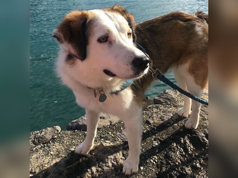 Meika- griechischer Schäferhund-Mischling