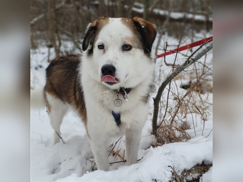 Meika- griechischer Schäferhund-Mischling