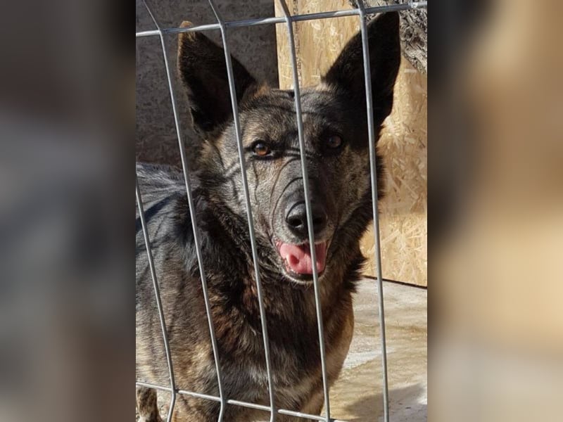 Hanna, seit 2014 im Tierheim