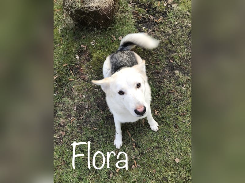 Schäferhund Siberian Husky mix Mischling Wurf Junghund Rüde Hündin
