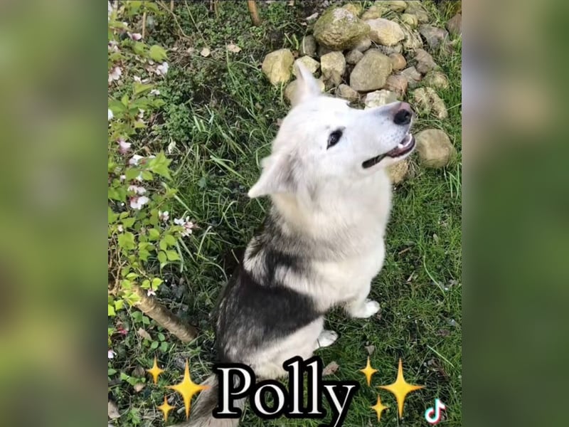 Schäferhund Siberian Husky mix Mischling Wurf Junghund Rüde Hündin