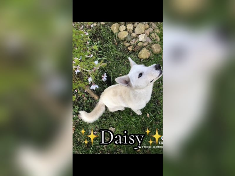 Schäferhund Siberian Husky mix Mischling Wurf Junghund Rüde Hündin