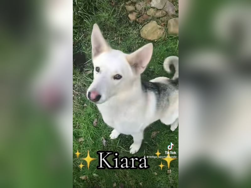 Schäferhund Siberian Husky mix Mischling Wurf Junghund Rüde Hündin