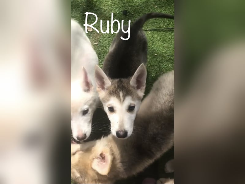 Schäferhund Siberian Husky mix Mischling Wurf Junghund Rüde Hündin