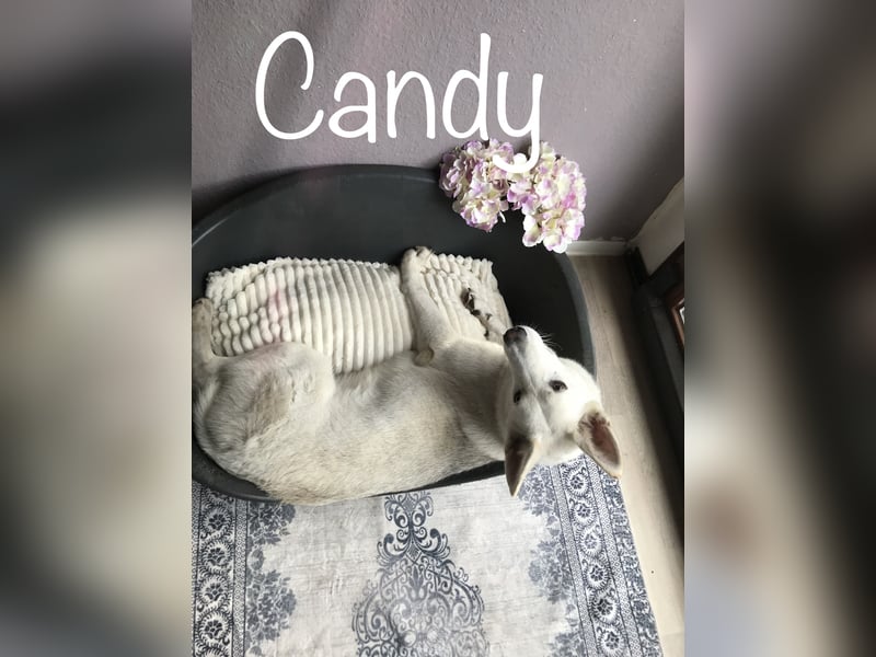 Schäferhund Siberian Husky mix Mischling Wurf Junghund Rüde Hündin