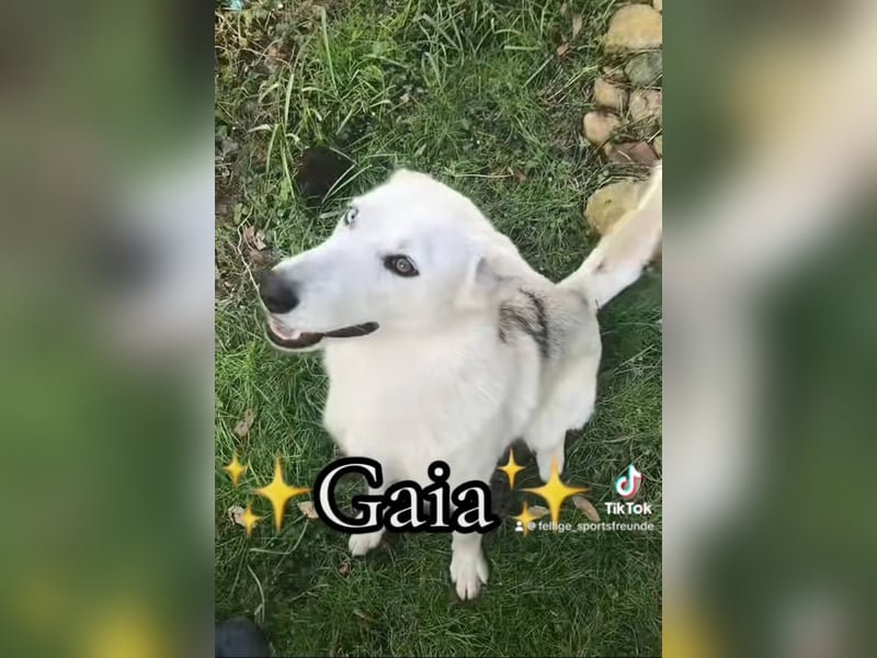 Schäferhund Siberian Husky mix Mischling Wurf Junghund Rüde Hündin