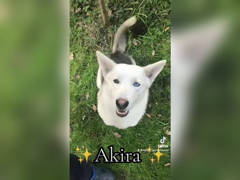 Schäferhund Siberian Husky mix Mischling Wurf Junghund Rüde Hündin
