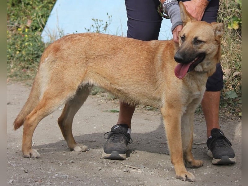 Schmuckstück Amber sucht ein Zuhause