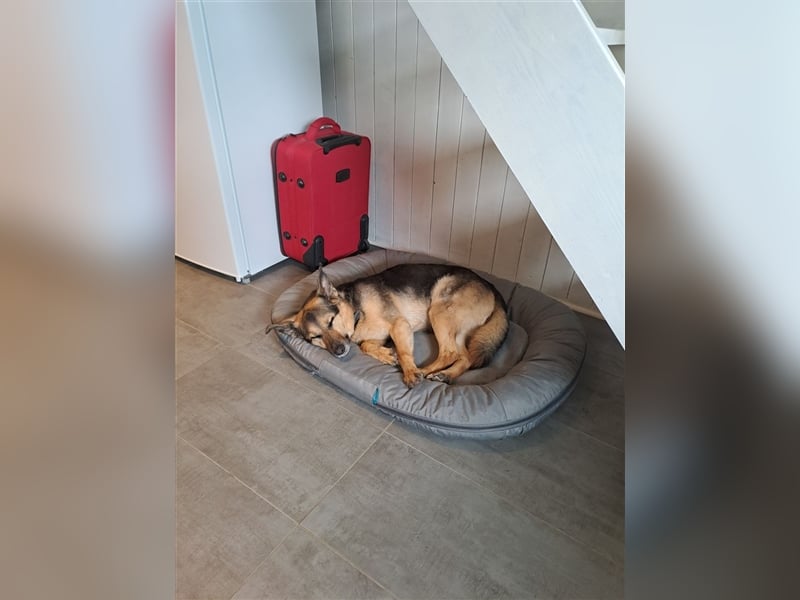 Freundliche Senta sucht geduldige Menschen
