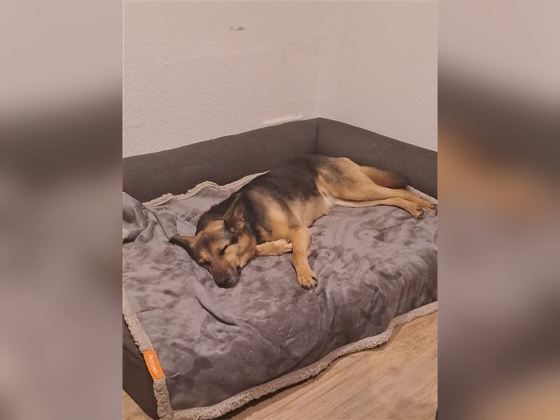 Freundliche Senta sucht geduldige Menschen