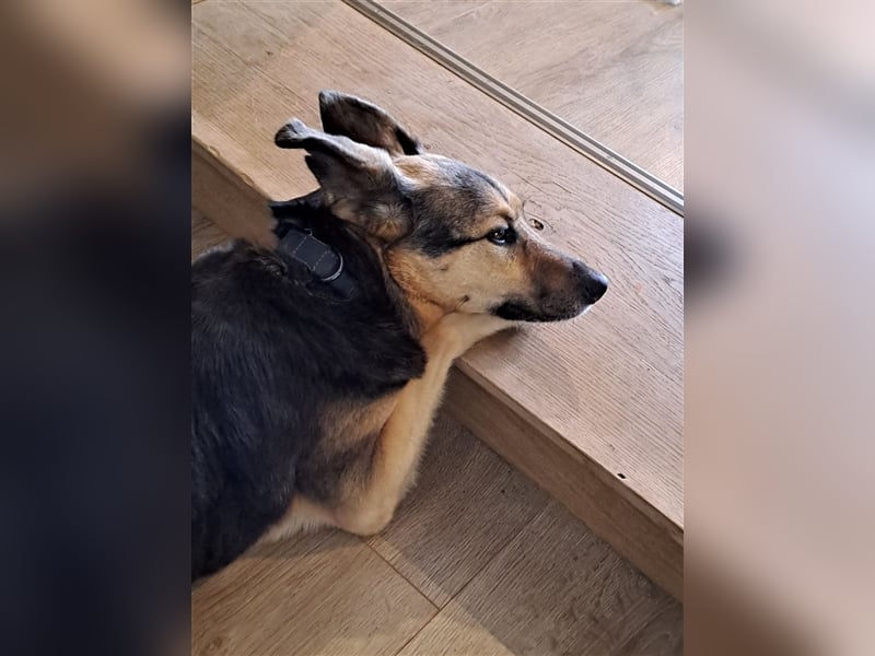 Freundliche Senta sucht geduldige Menschen