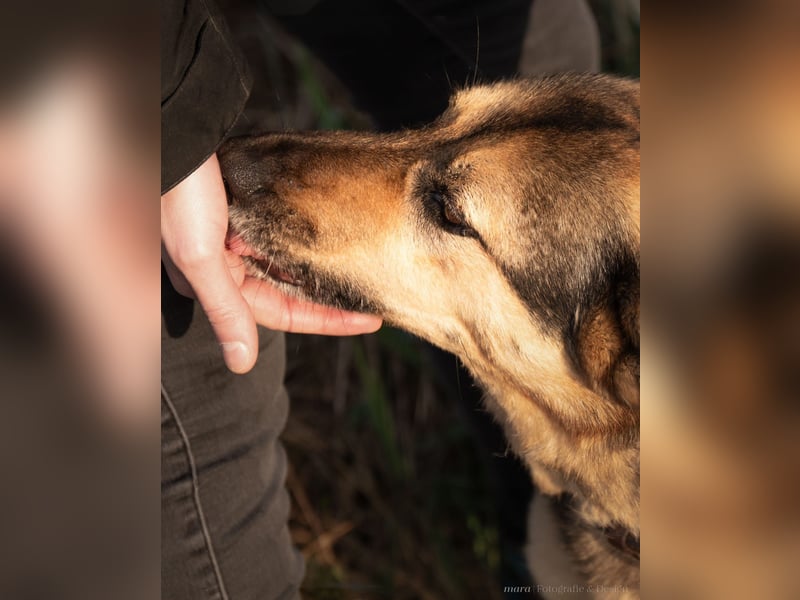 Freundliche Senta sucht geduldige Menschen