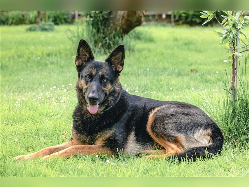 MINOU   -   wo sind die Schäferhundfans?