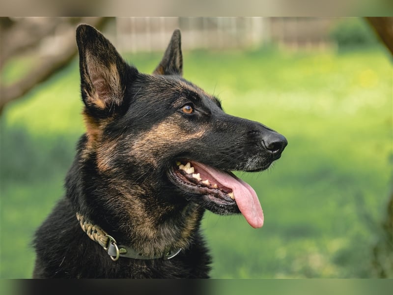 MINOU   -   wo sind die Schäferhundfans?