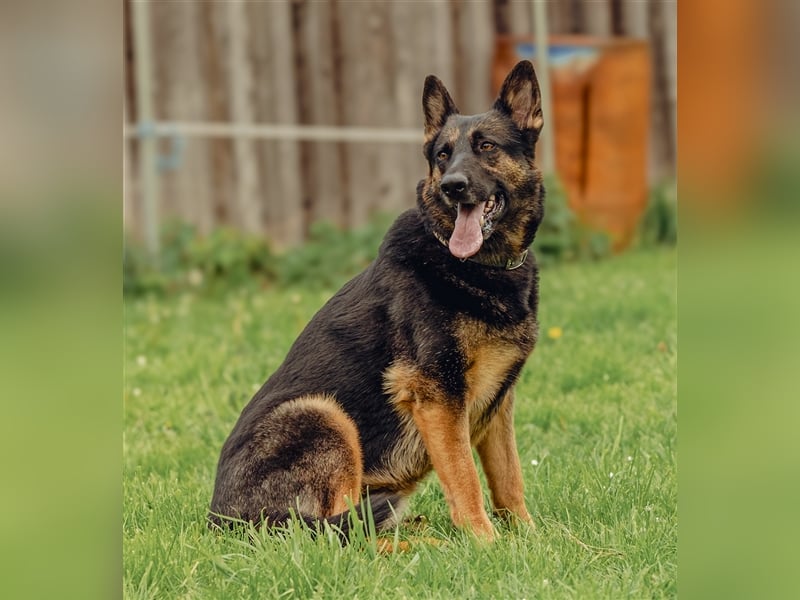 MINOU   -   wo sind die Schäferhundfans?