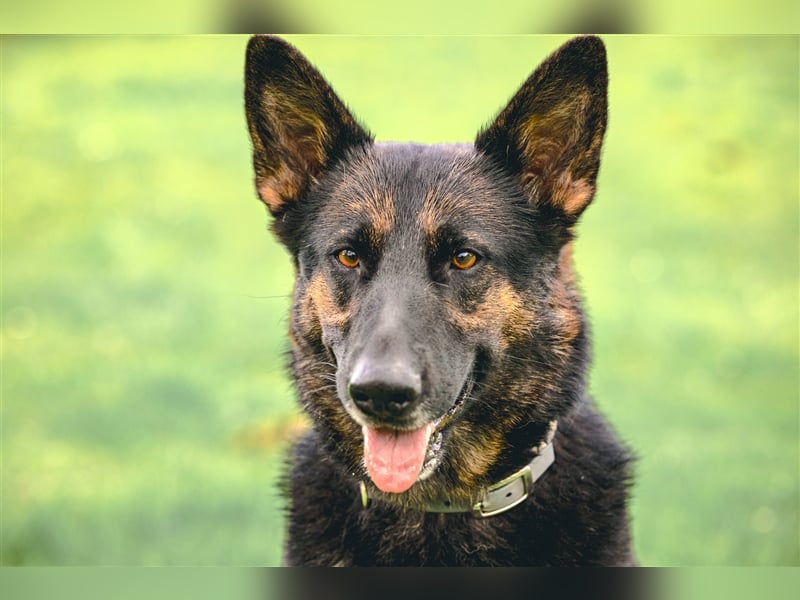 MINOU   -   wo sind die Schäferhundfans?
