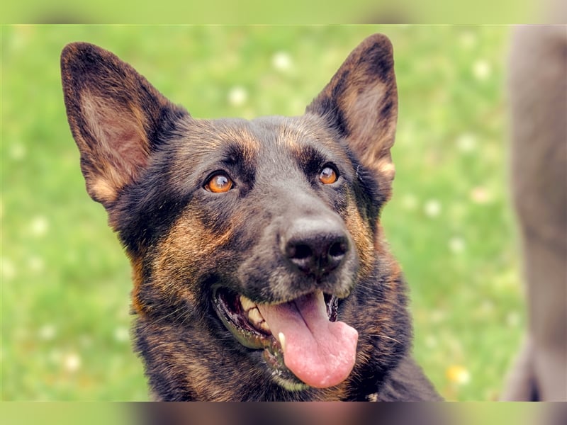 MINOU   -   wo sind die Schäferhundfans?