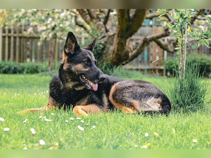 MINOU   -   wo sind die Schäferhundfans?