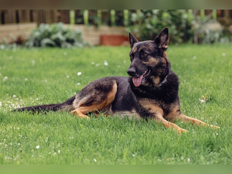 MINOU   -   wo sind die Schäferhundfans?