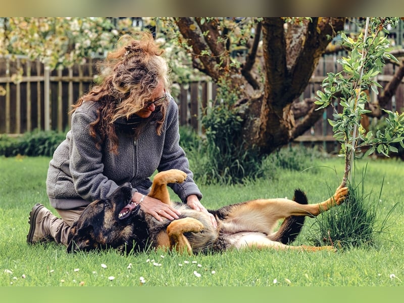 MINOU   -   wo sind die Schäferhundfans?