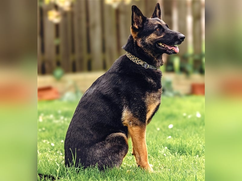 MINOU   -   wo sind die Schäferhundfans?