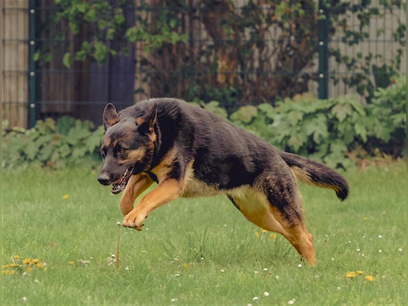 MINOU   -   wo sind die Schäferhundfans?