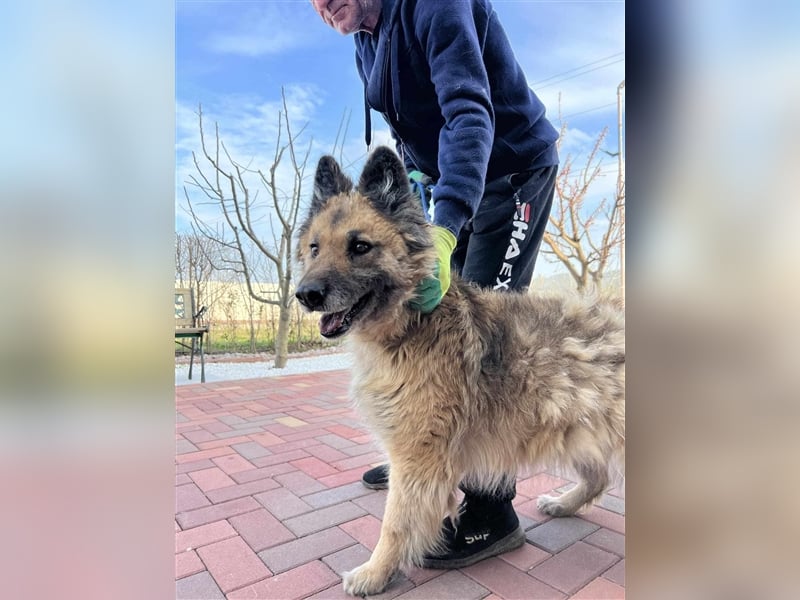 Cara - hat die Hundeomi noch eine Chance auf ein Zuhause