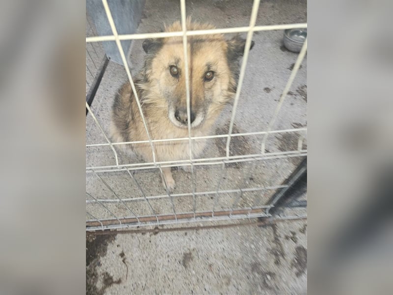 Cara - hat die Hundeomi noch eine Chance auf ein Zuhause