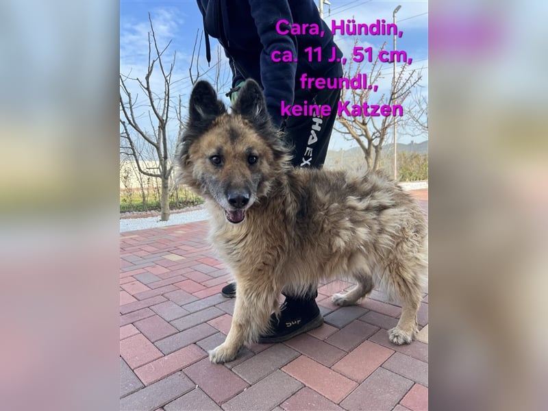 Cara - hat die Hundeomi noch eine Chance auf ein Zuhause