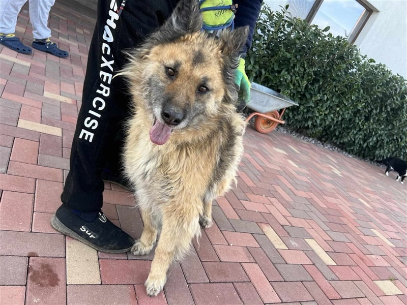 Cara - hat die Hundeomi noch eine Chance auf ein Zuhause