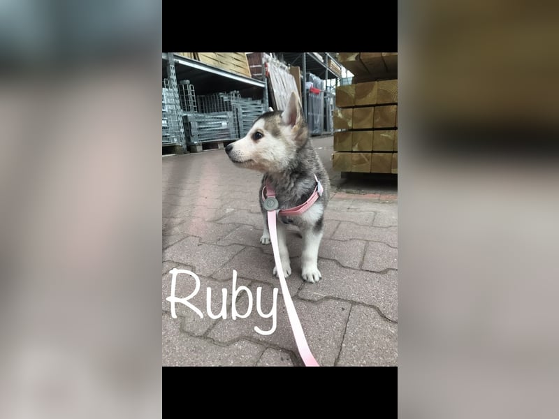 Schäferhund Siberian Husky mix Mischling Junghund Hündin Rüde