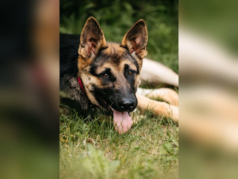 Verspielte Samantha sucht ihre Familie