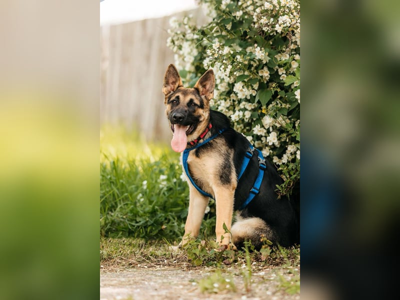 Verspielte Samantha sucht ihre Familie