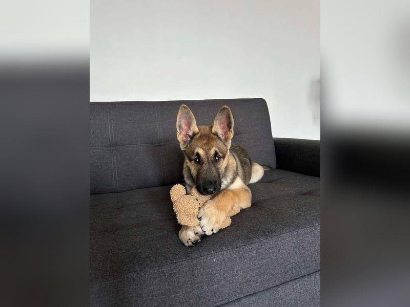 Wunderbare Deya sucht liebevolles Zuhause