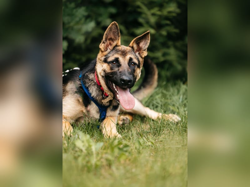 Verspielte Samantha sucht ihre Familie