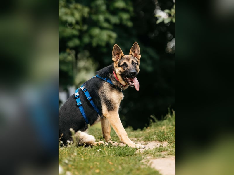 Verspielte Samantha sucht ihre Familie