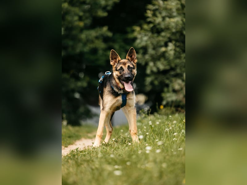 Verspielte Samantha sucht ihre Familie