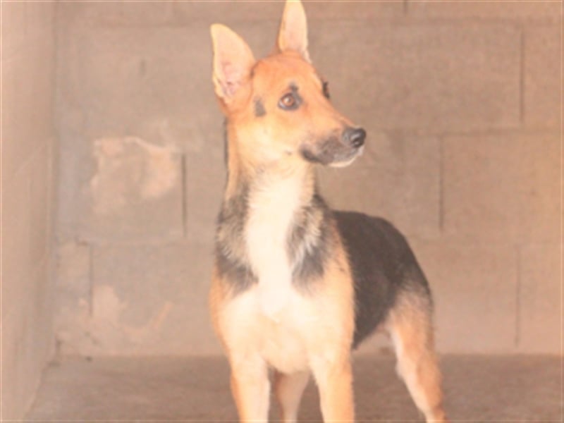 Mila- Hundesprache spricht Mila auf jeden Fall perfekt