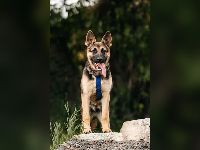 Verspielte Samantha sucht aktives Zuhause