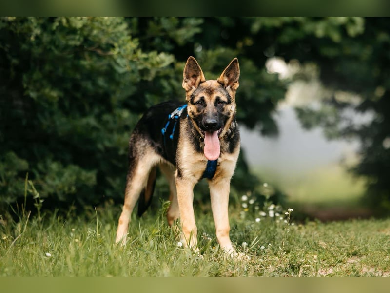 Verspielte Samantha sucht aktives Zuhause
