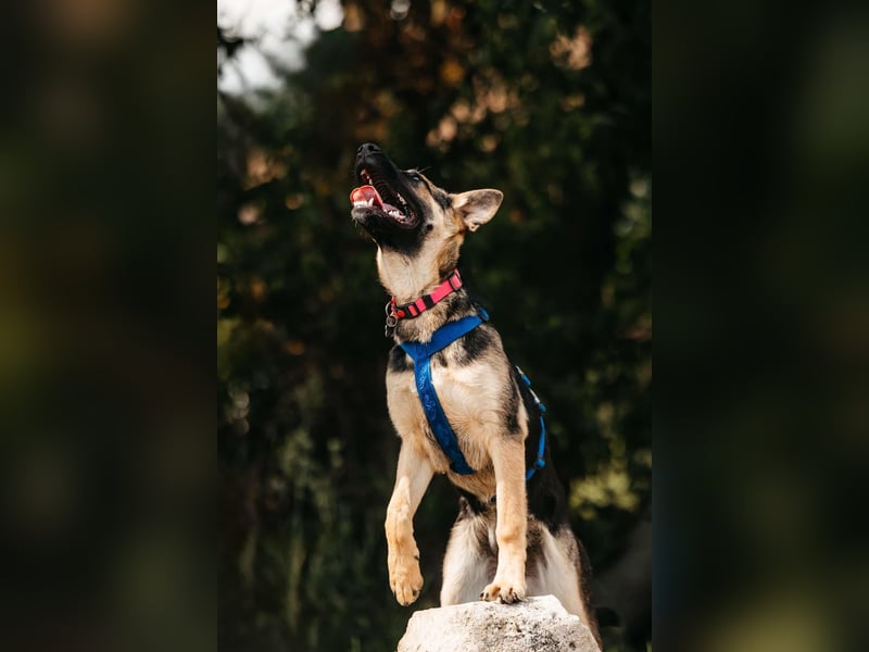 Verspielte Samantha sucht aktives Zuhause