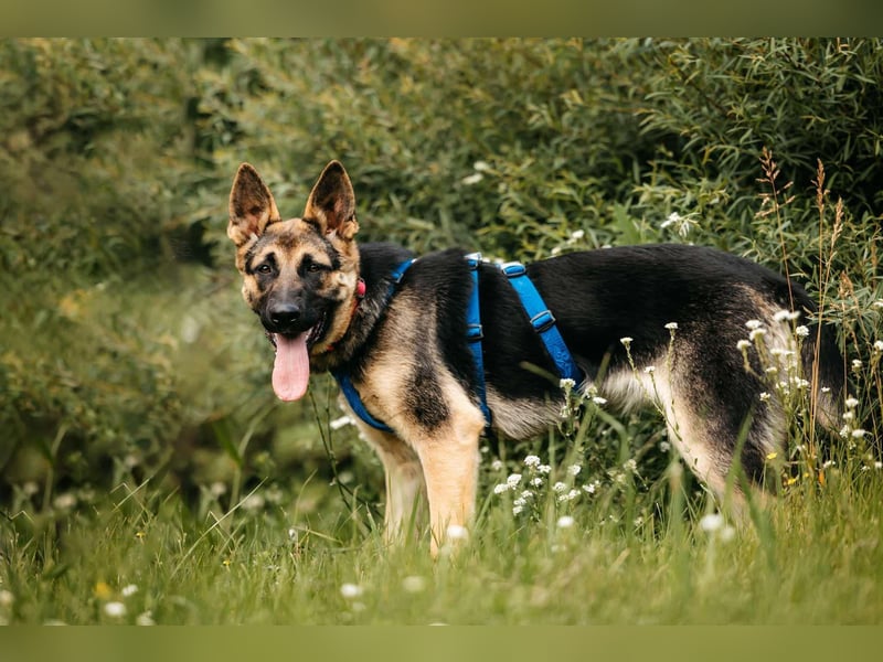 Verspielte Samantha sucht aktives Zuhause